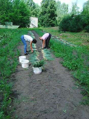 Работа на пришкольном участке